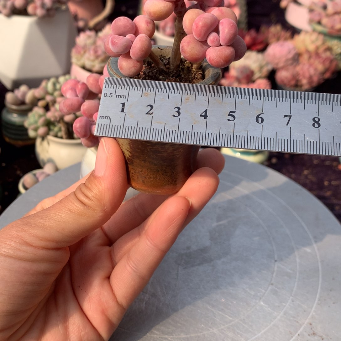 22号带盆偏远地区不包邮的