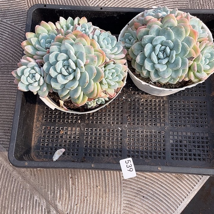 兜***糖539。 2 棵冰玉。        