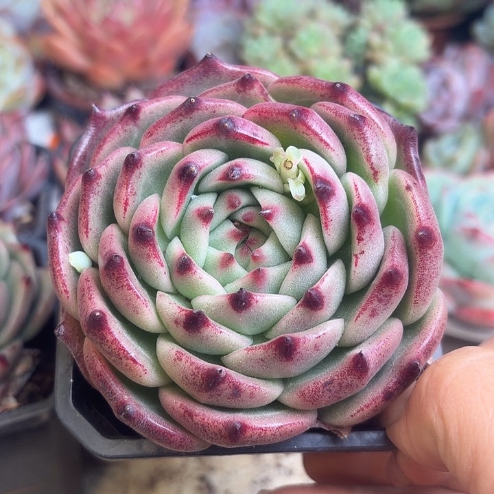 园Q多肉植物盆栽栽