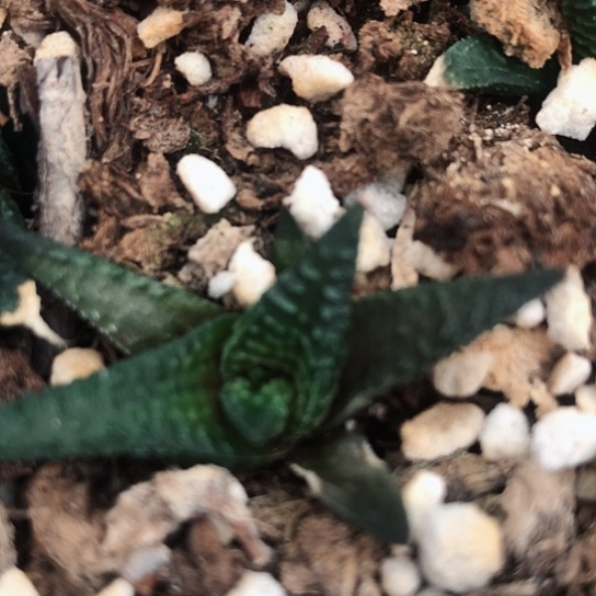 原始黑肌硬叶多肉