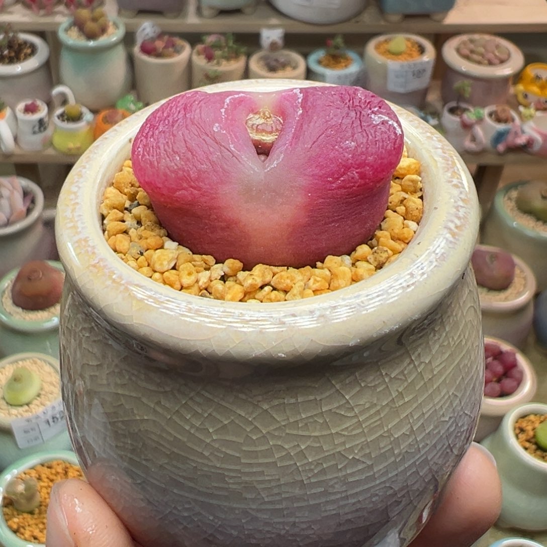 多肉植物156号毛母本