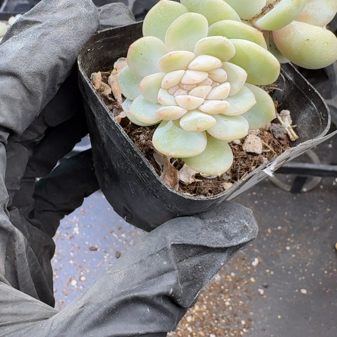 屿*32 号到手1框江北多肉