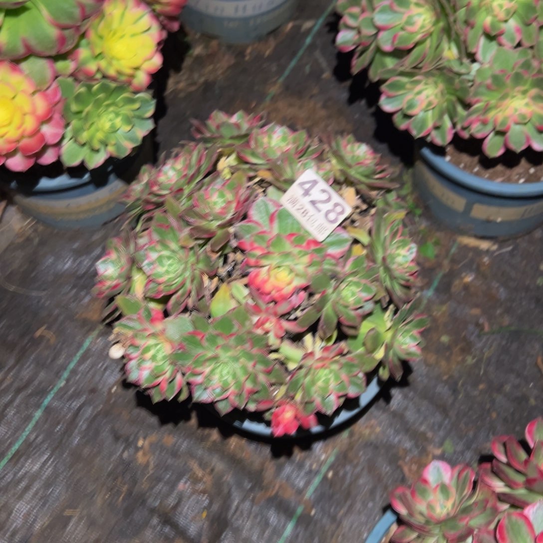 多肉植物428万花筒主头歪