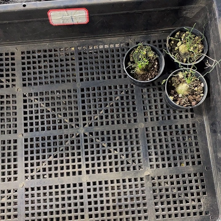 几***色51号筐带盆土发货