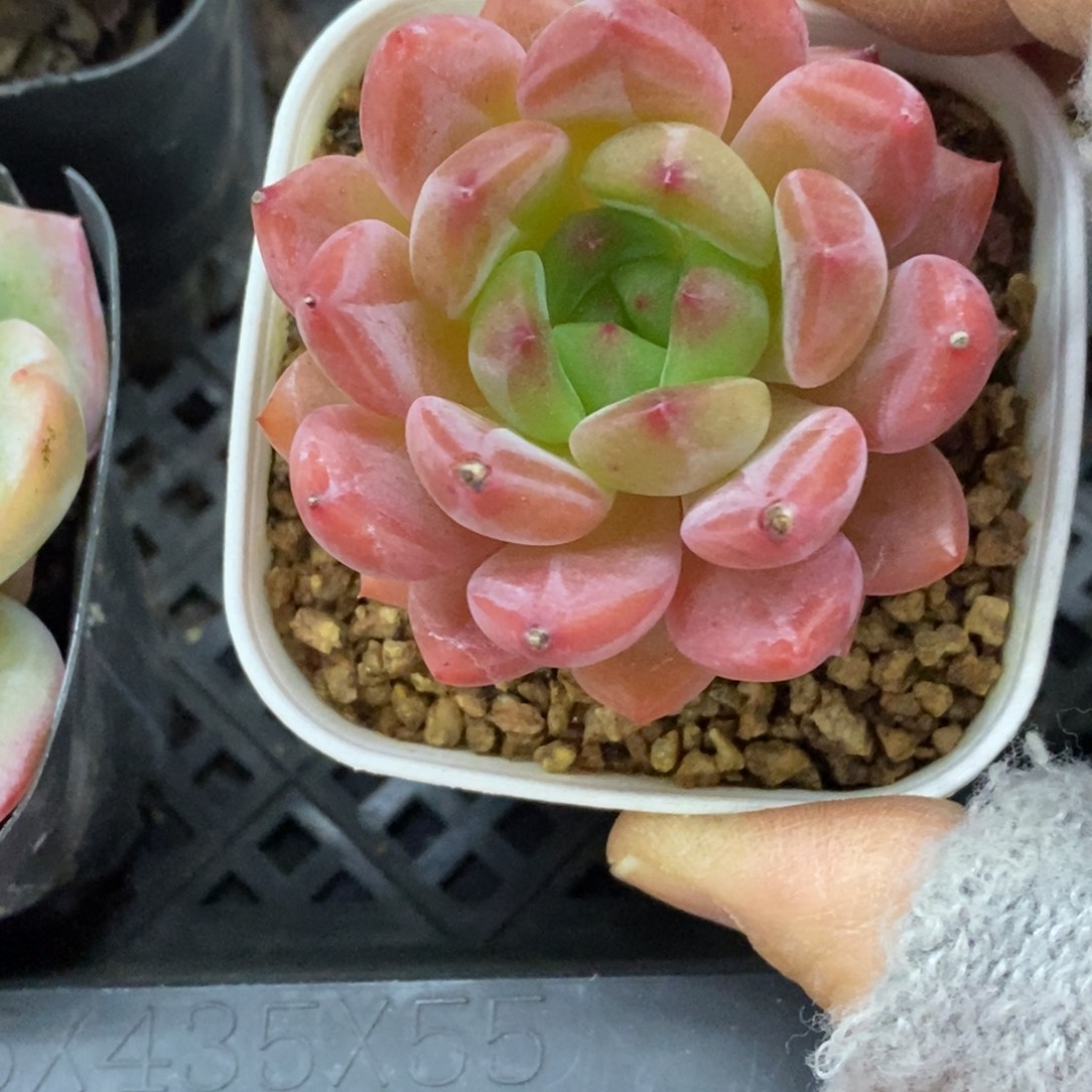 精品多肉一物一拍不包整211