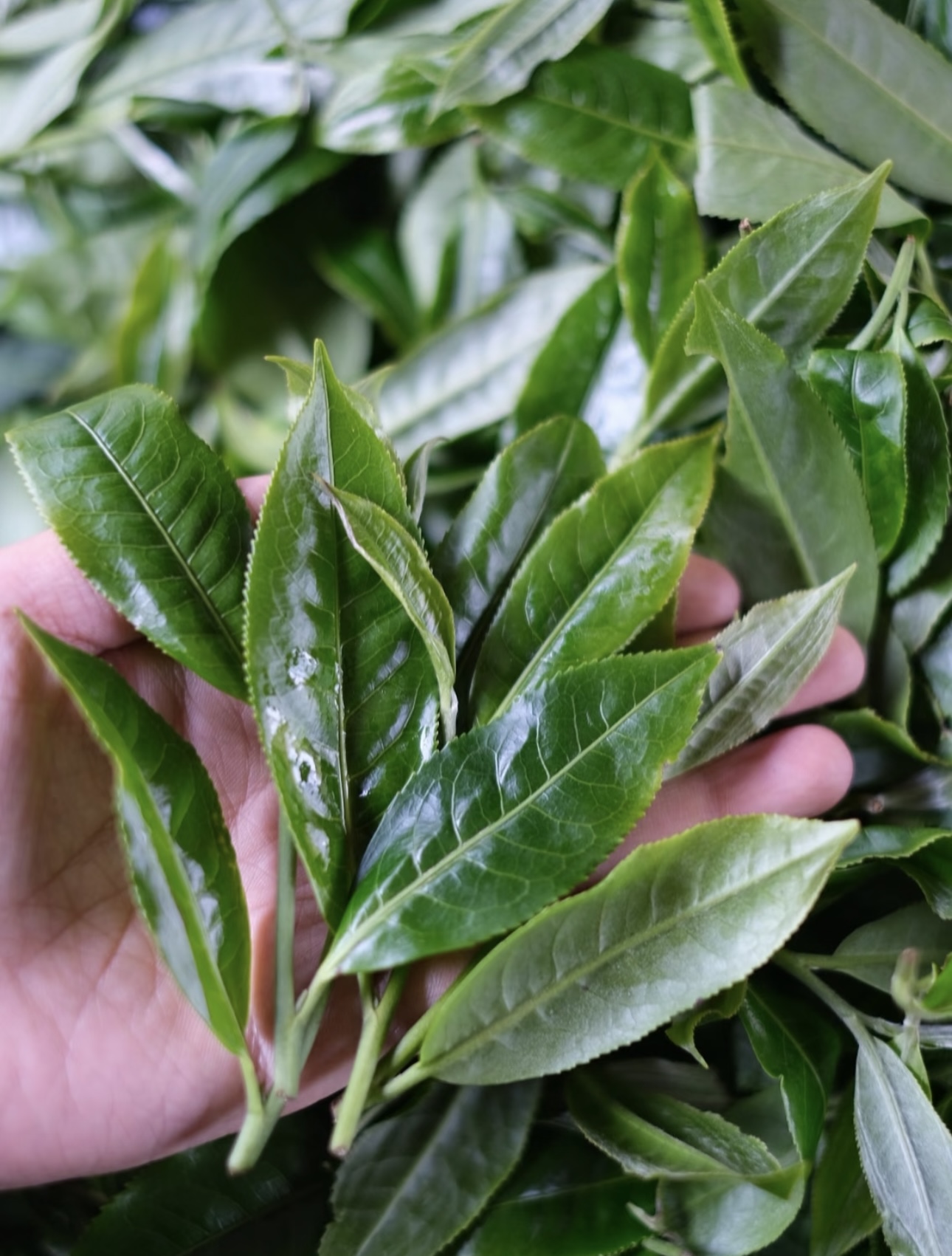 新人试喝！老班章百年古树纯料！6克试喝装！