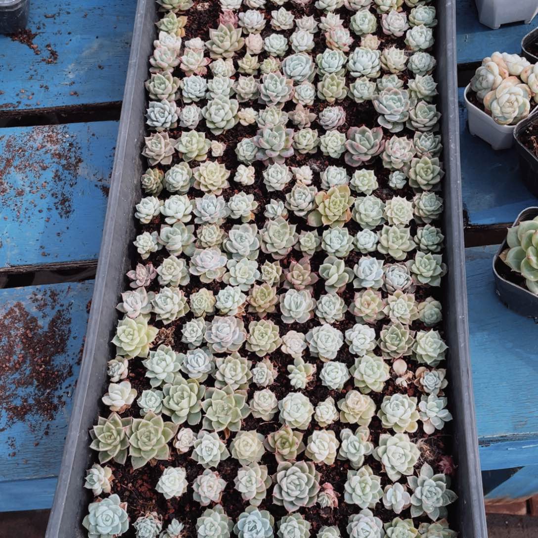 普通恶魔因为我们的30