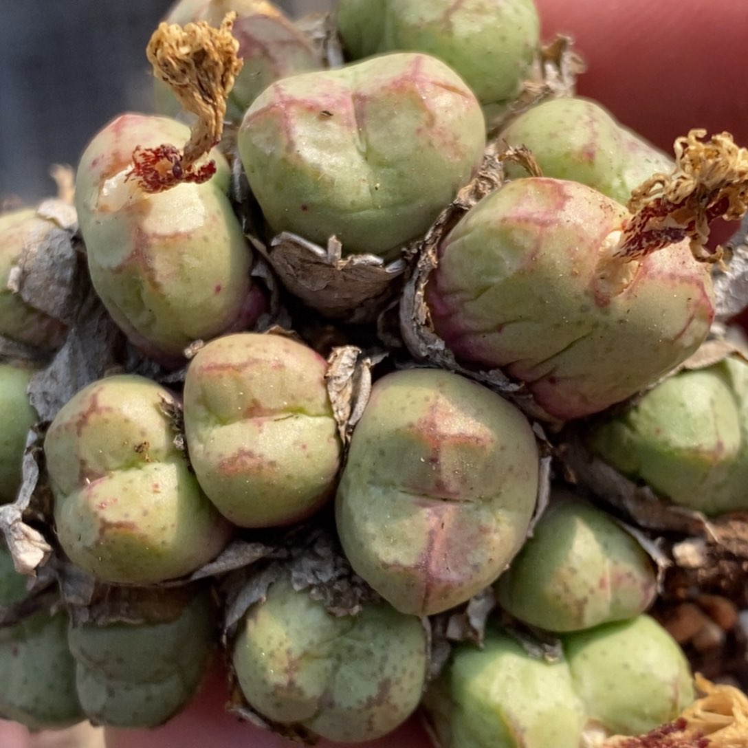 1451一群杂交猴脸