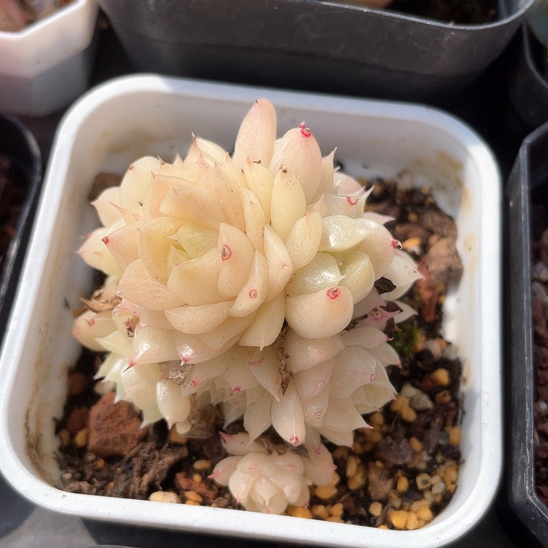 红优选麦秆福利9439