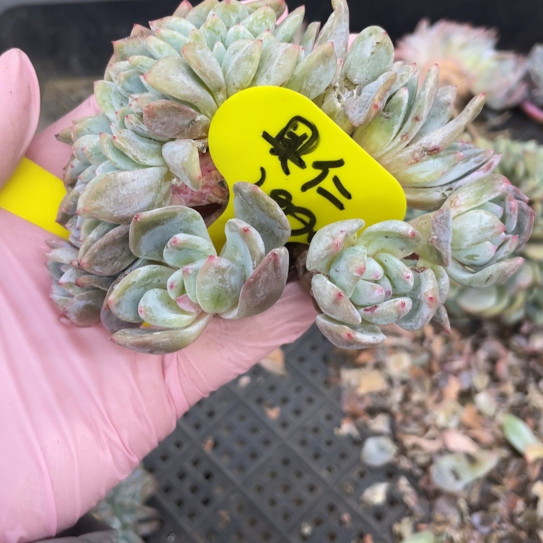 我****实生星影小树。      