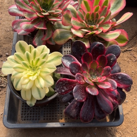 114多肉植物组合