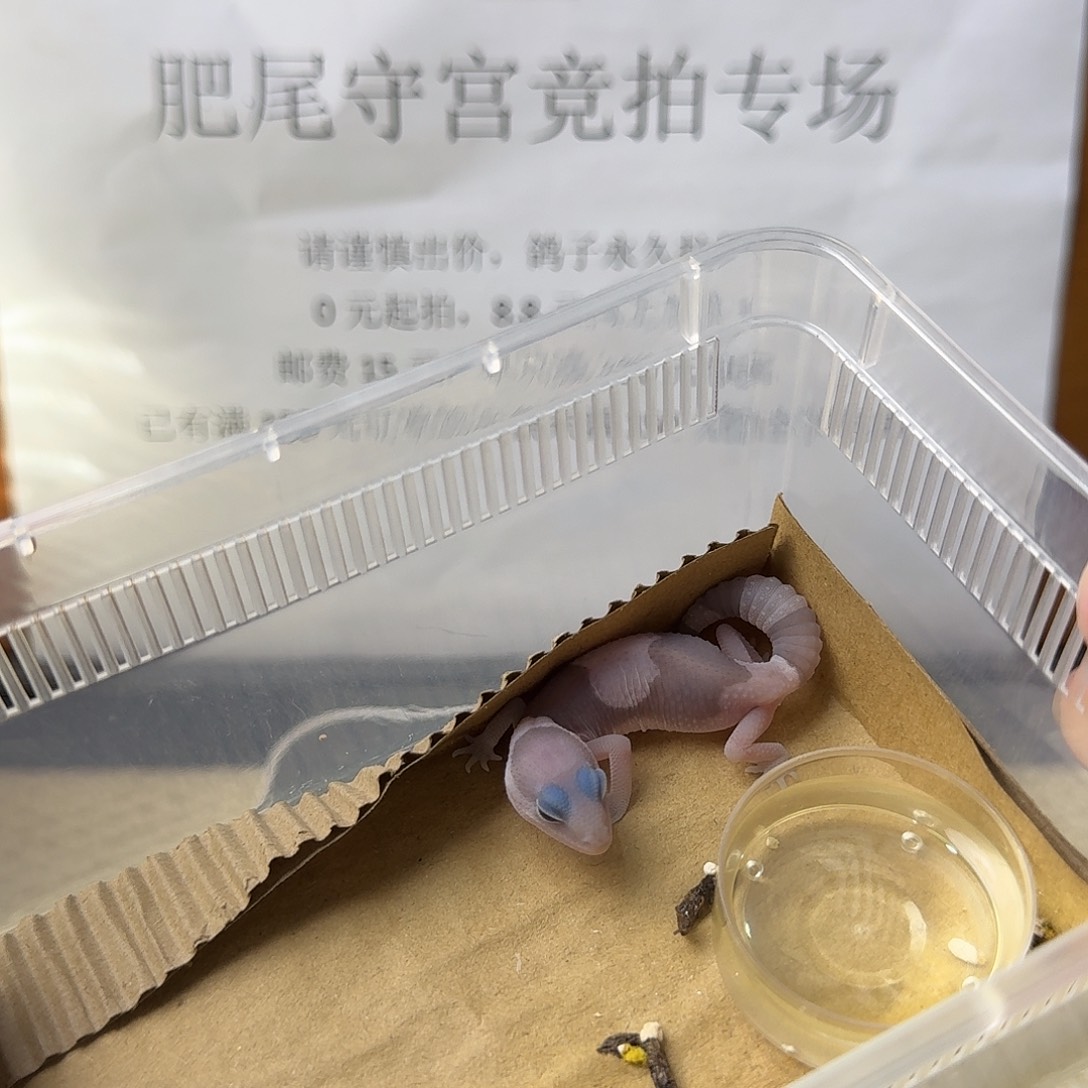 肥尾守宫奥幽隐无祖 公