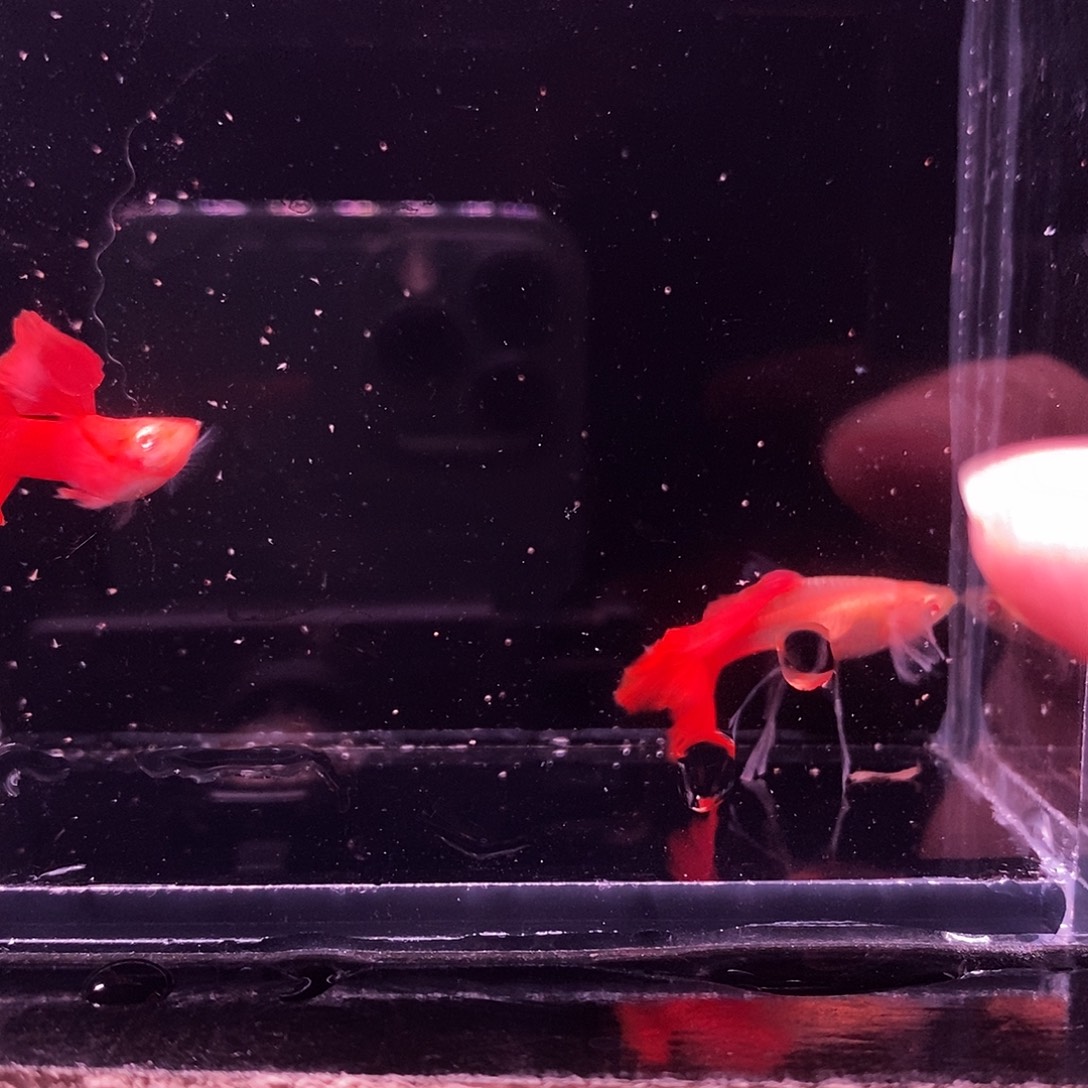 孔雀鱼血红压成一对