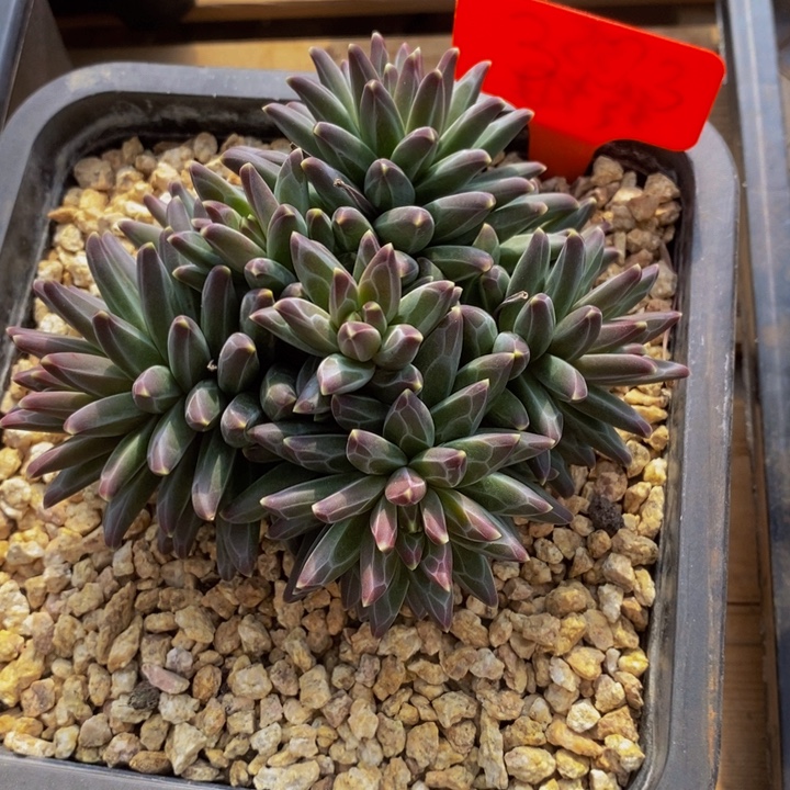 你就在家里待不着啦