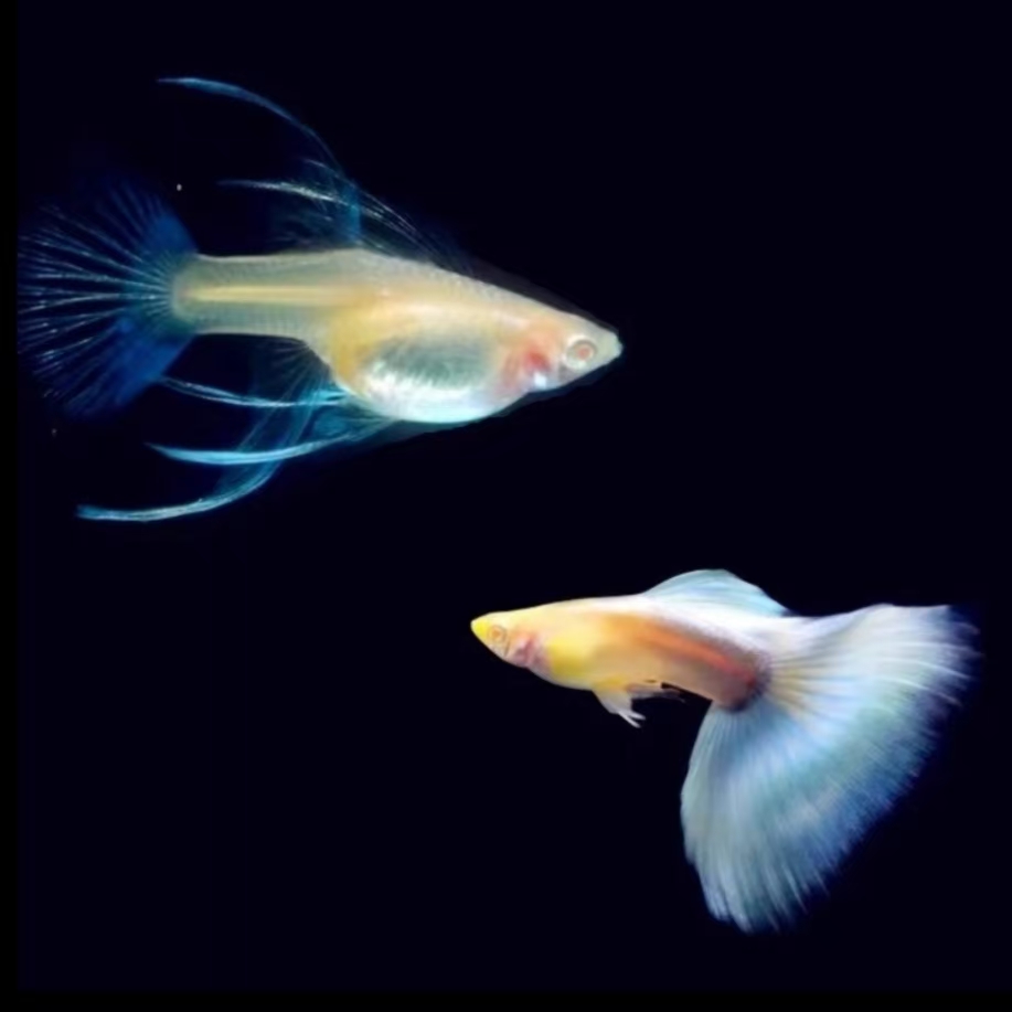 天空蓝大C孔雀鱼直播专属福利