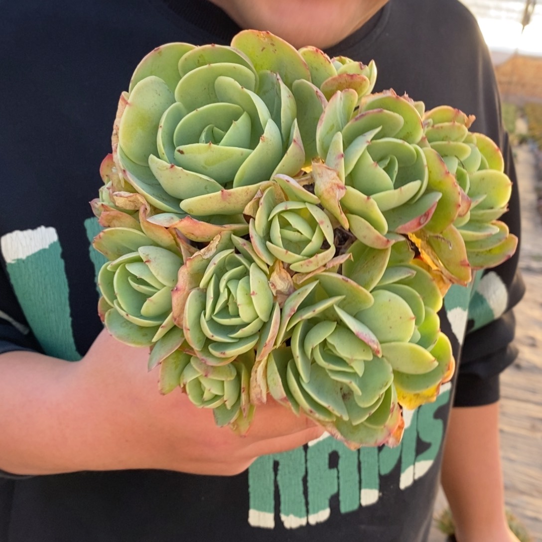 鸡蛋碧桃多头群生老桩