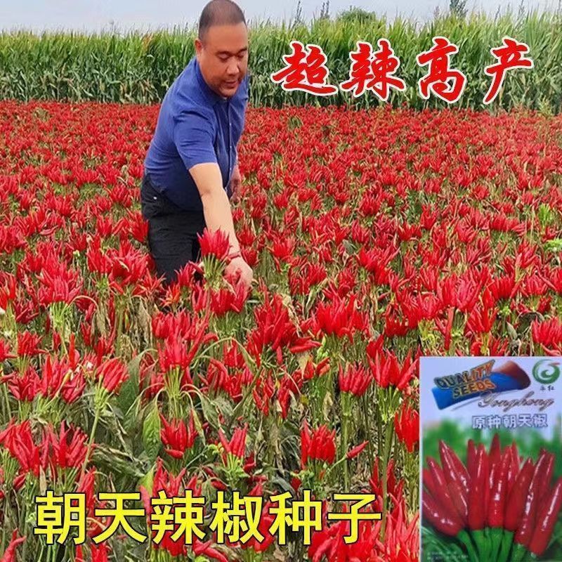 【全场满5包包邮】朝天椒种子四季播种蔬菜种籽小米椒早熟辣椒种籽