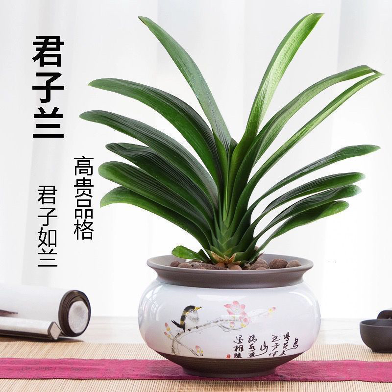 【养死包赔】一物一拍精品大颗君子兰好养活