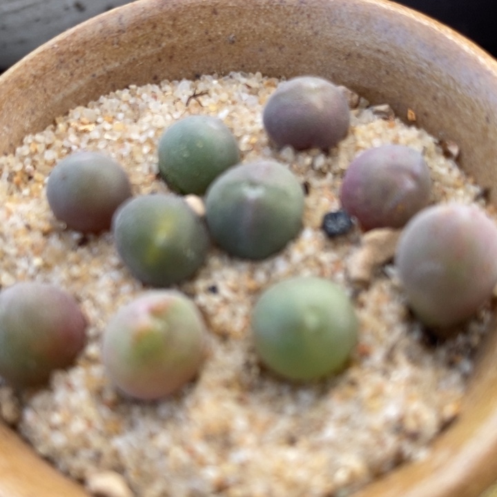 1554姬大眼睛空蝉一颗