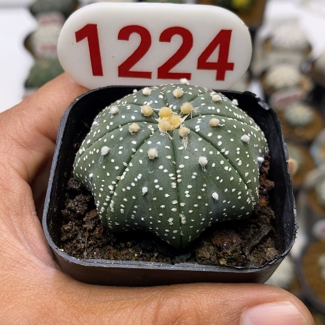1224海星特价来了哦亲