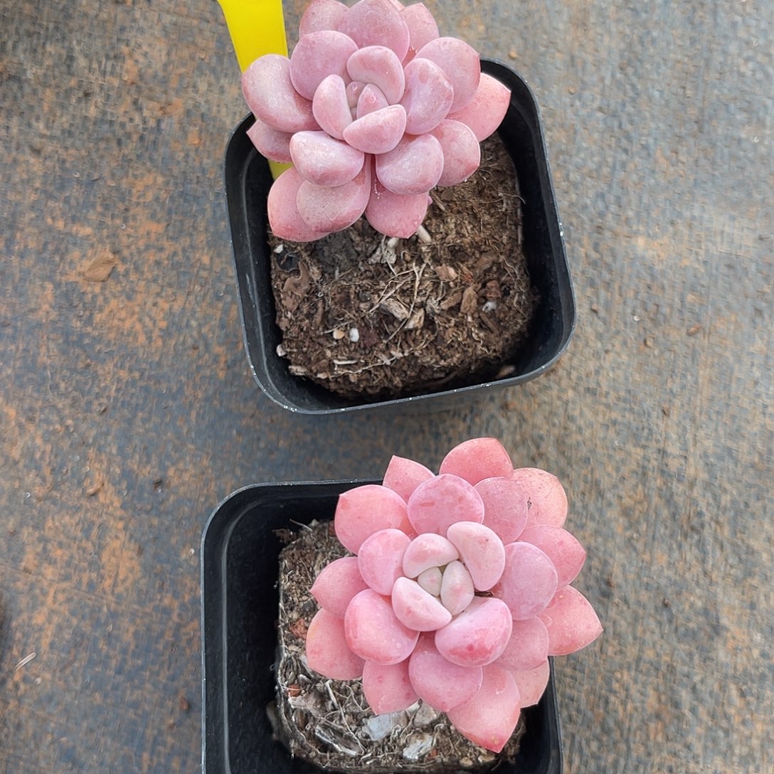 云尘多肉一物一拍 566,