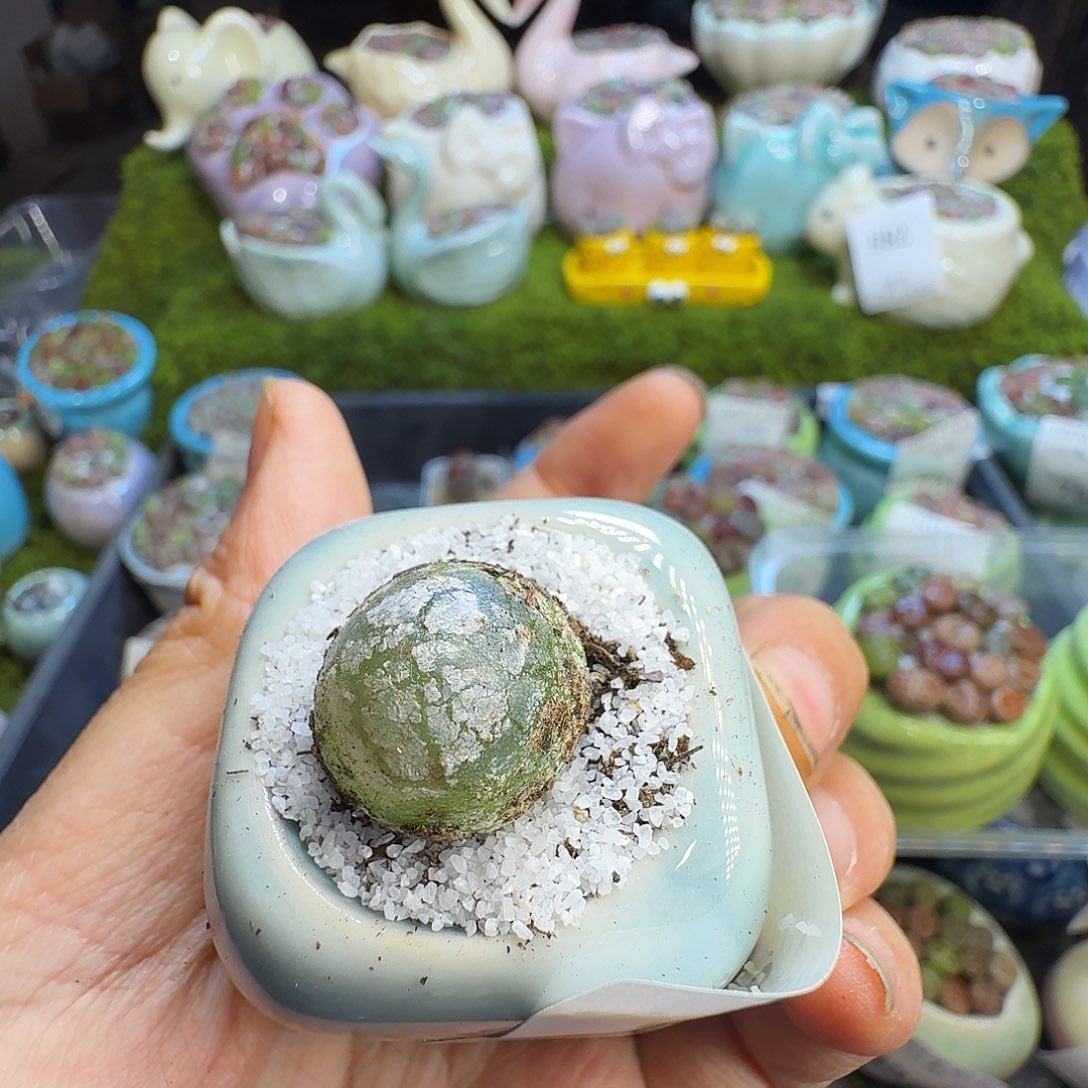 小***啊多肉植物福利冲837