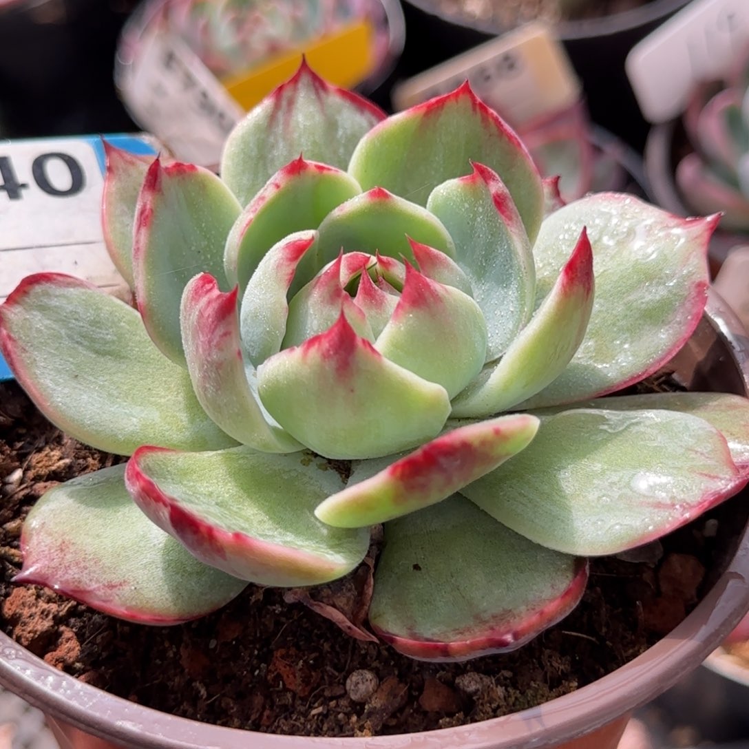 花脸惊鸿一物一拍包装收缩花旱640