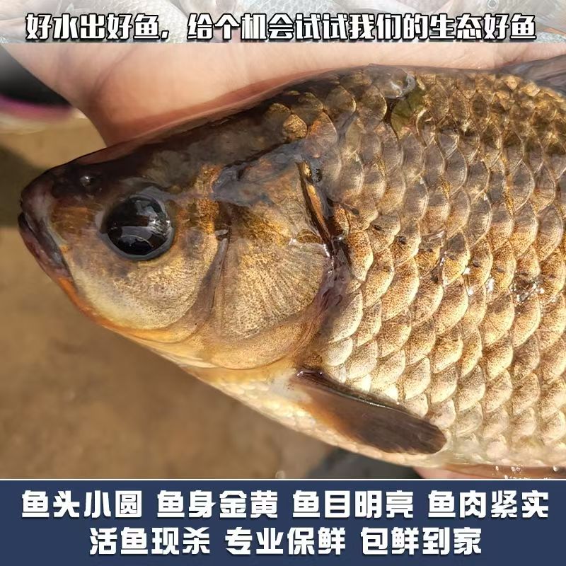 【野鲫鱼】拍3斤送【两斤】（保鲜不保活）