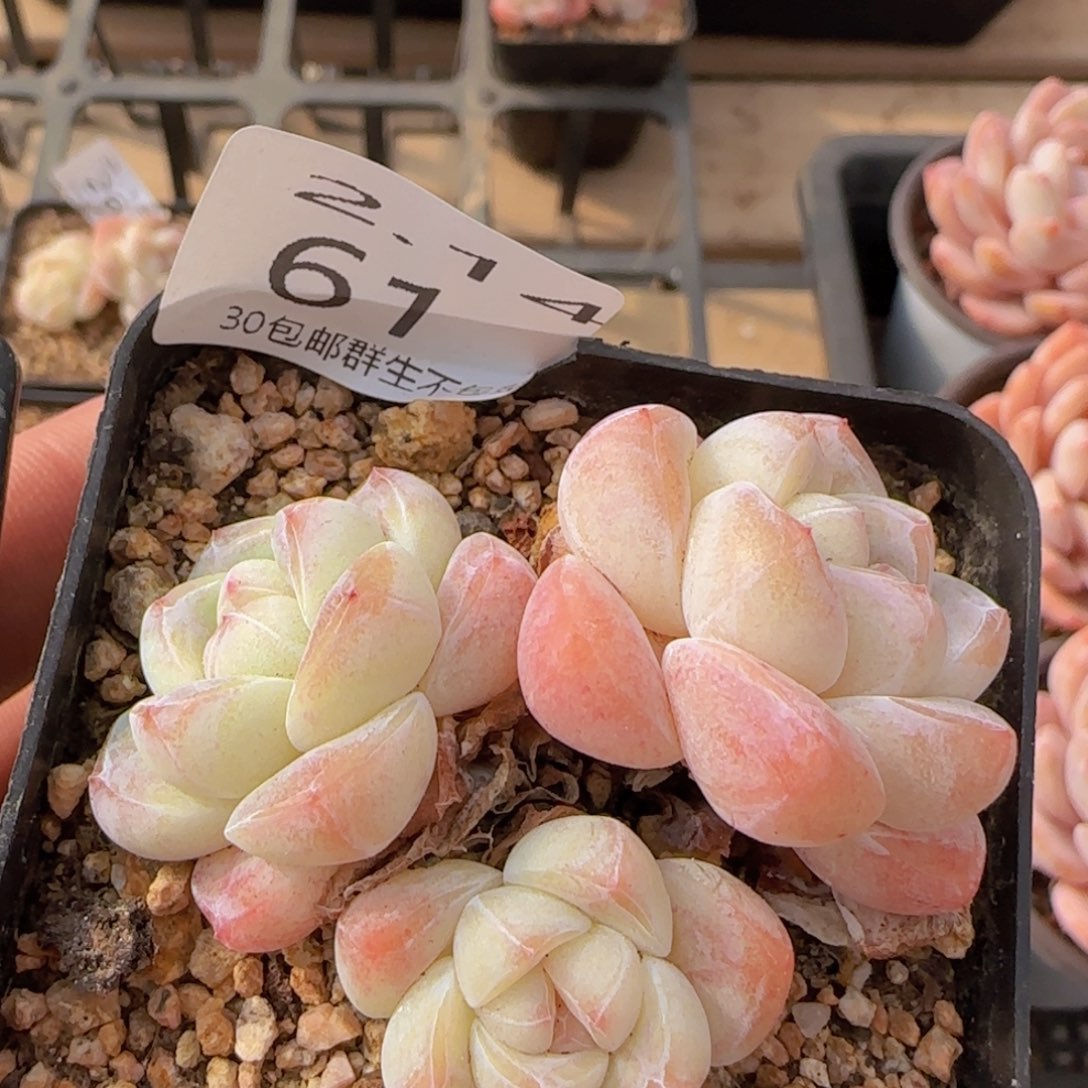 三头冰玉老桩一颗脱土