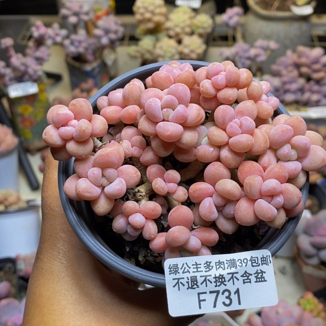 百**6731鱼子酱多肉有砍