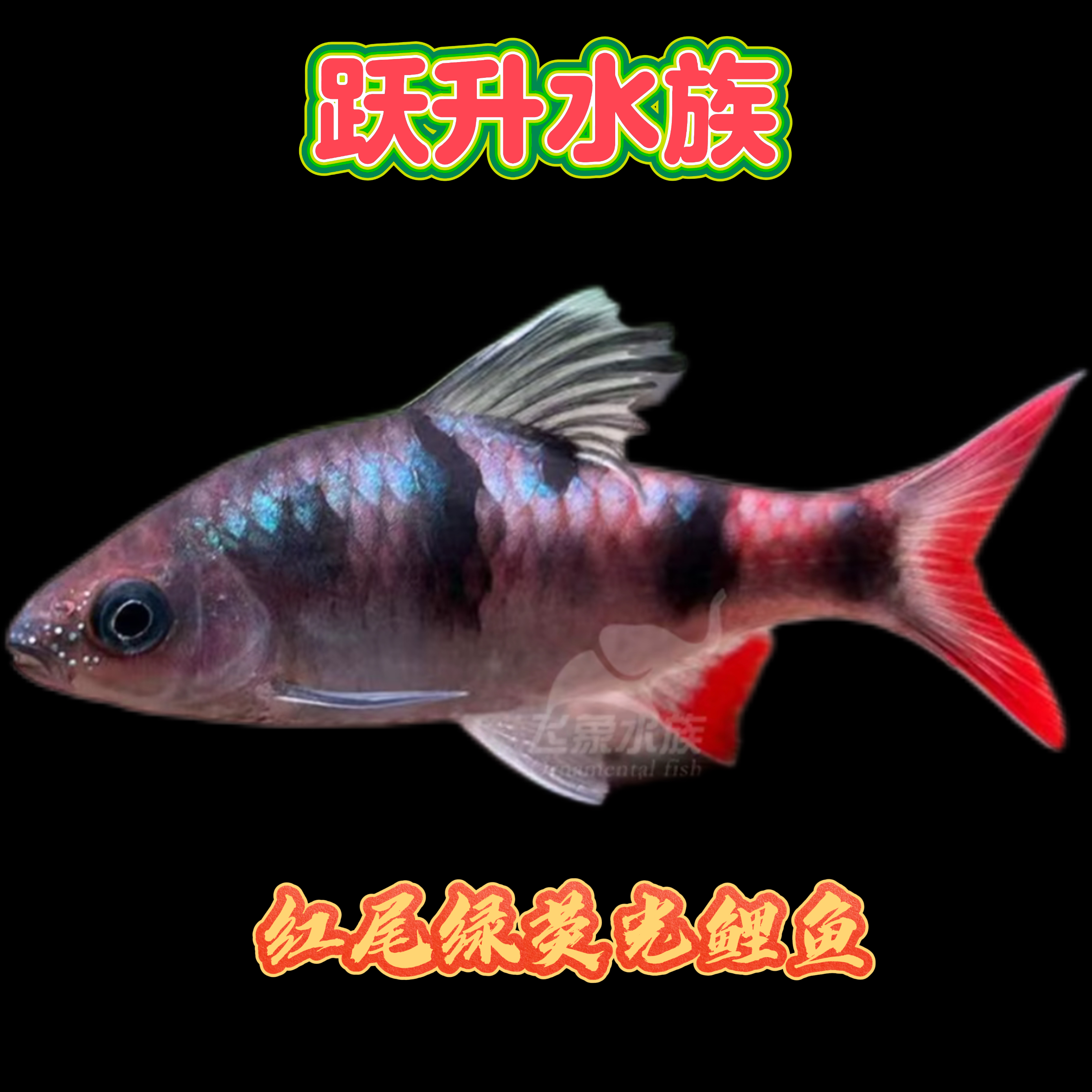 热带原生红尾绿荧光鲫鱼鱼淡水鱼观赏鱼淡水群游小型耐养观赏鱼f1