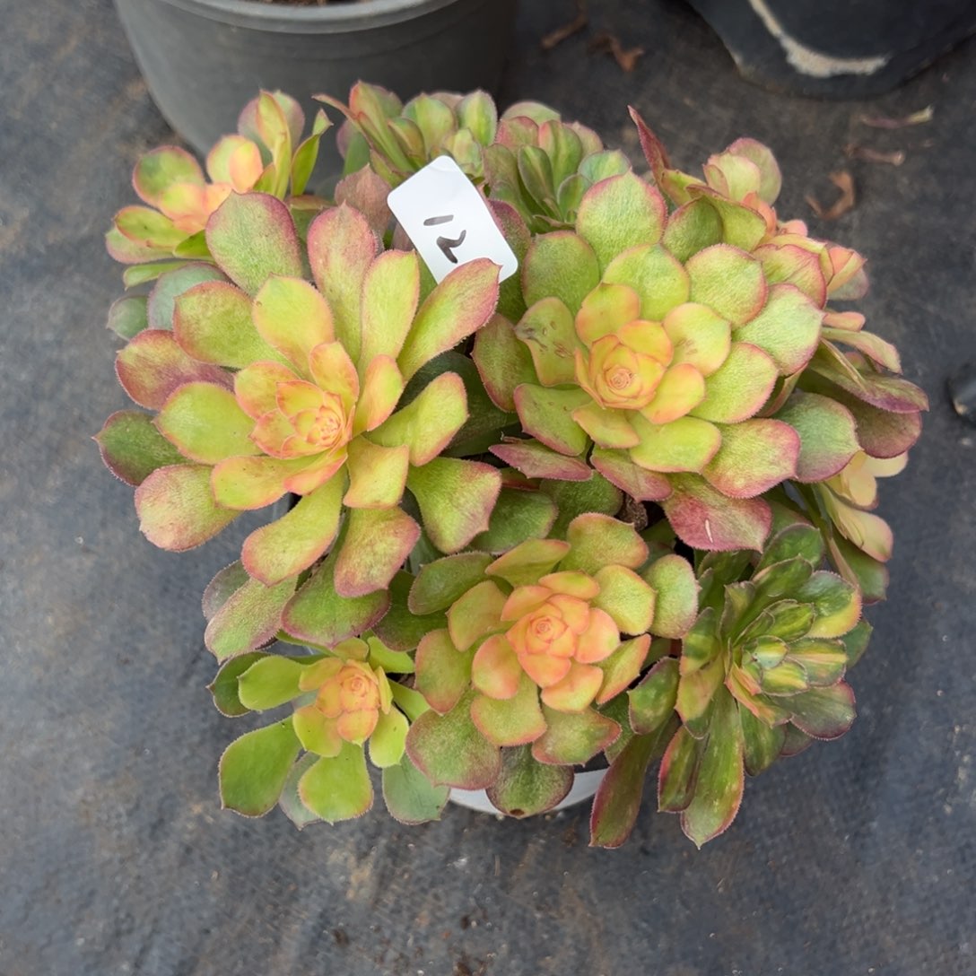 12流星雨多肉椅子