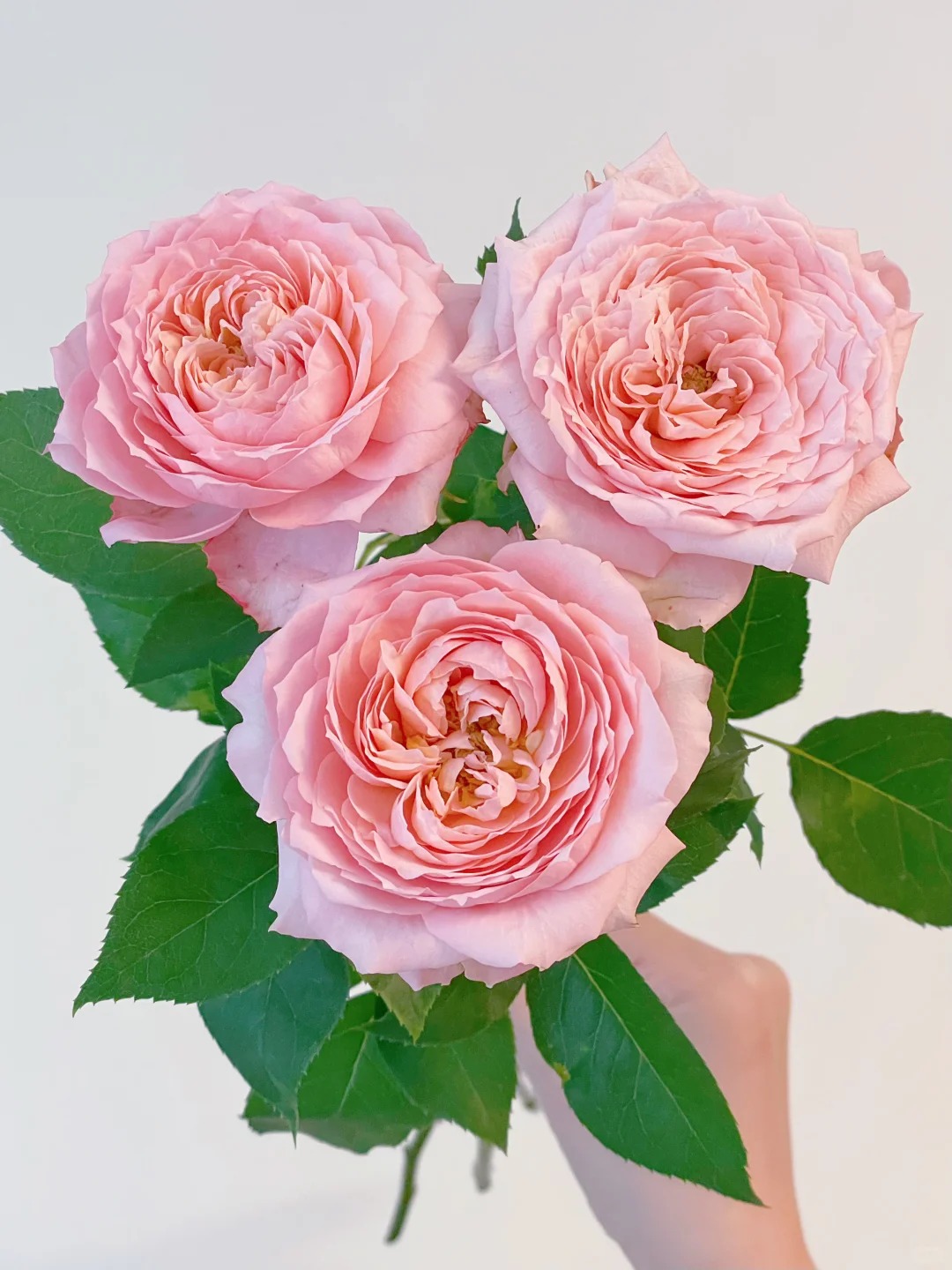 【(多)朱丽叶塔】多头玫瑰9+1枝防损云南顺丰直发