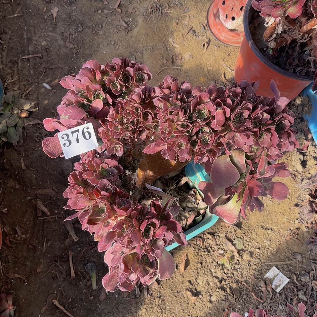 玫瑰法师朵朵缀1-39