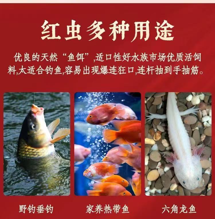 半斤整斤鲜活红虫钓鱼专用黑坑活饵野钓拉饵喂鱼六角恐龙观赏鱼