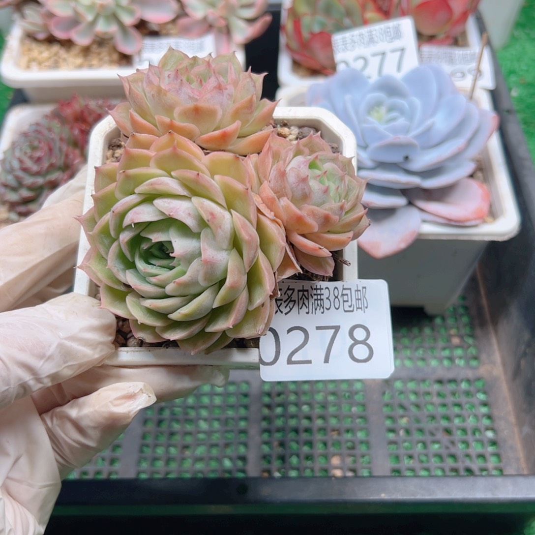 多肉一物＿拍植物0278