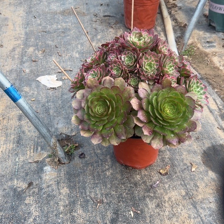 10莲花多肉多肉多肉