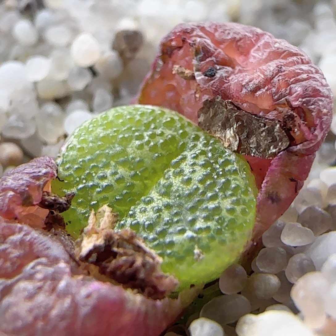 2.25.52/鱼子酱勋章