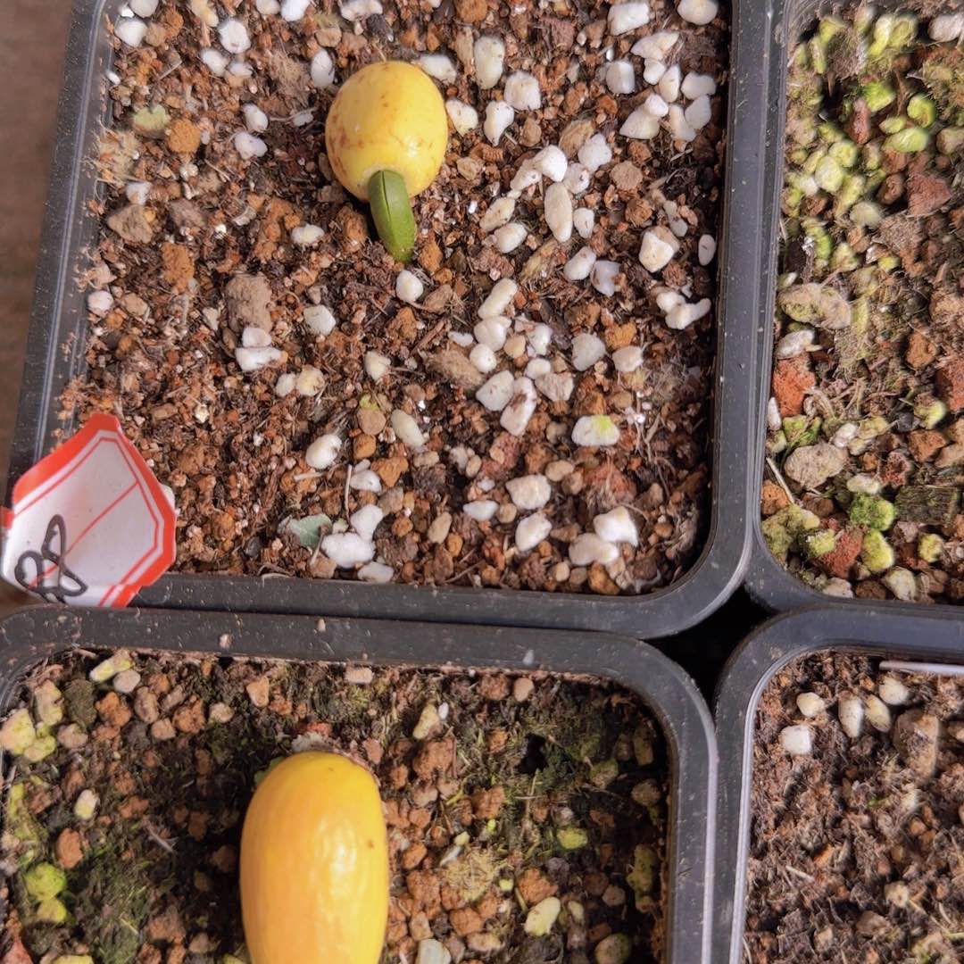 块根植物块根植物