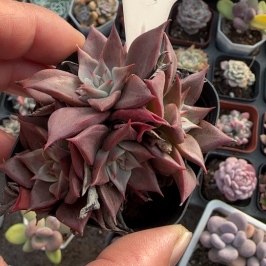 2红饺子皮多肉植物多