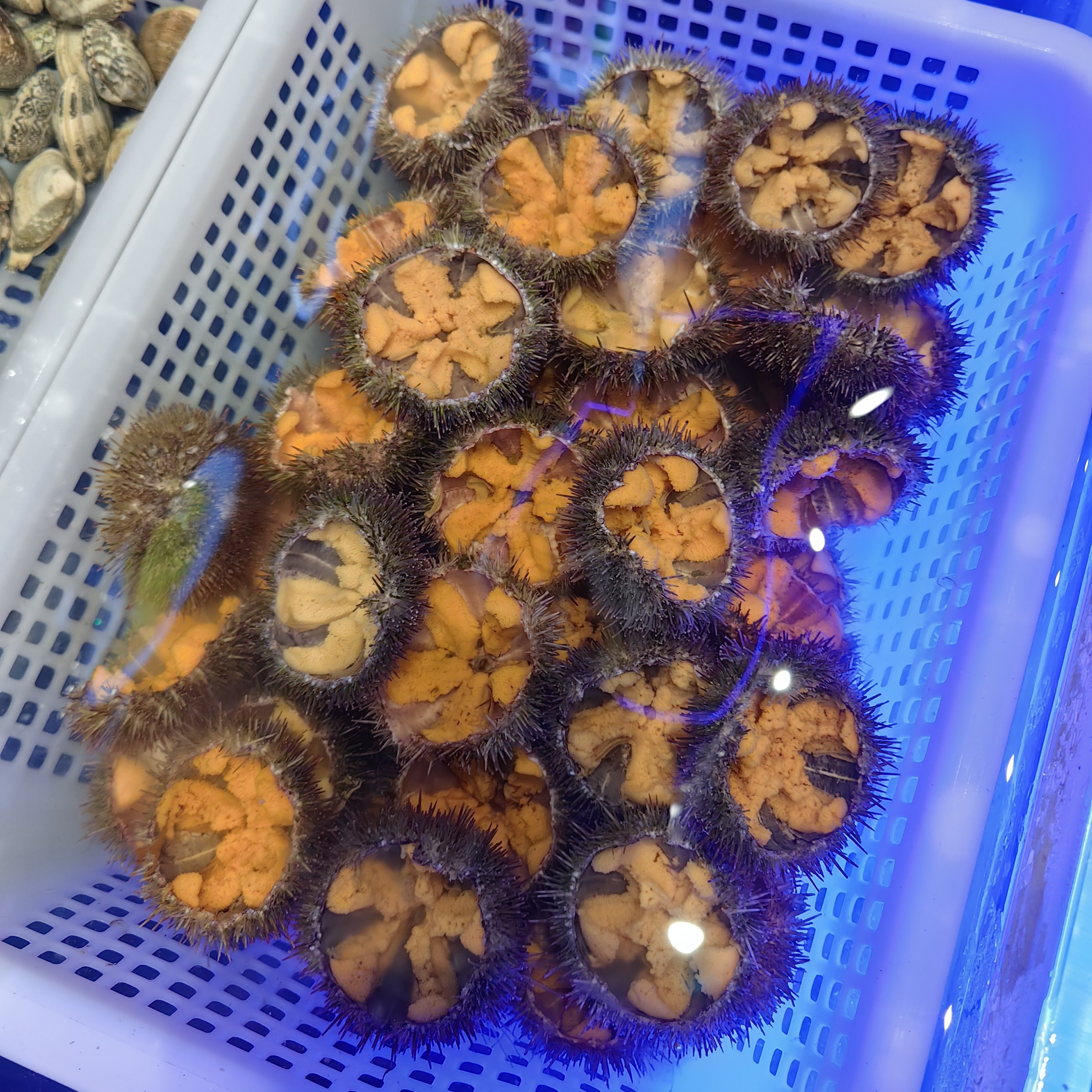 夏夷胆斤10个左右，肉质鲜甜