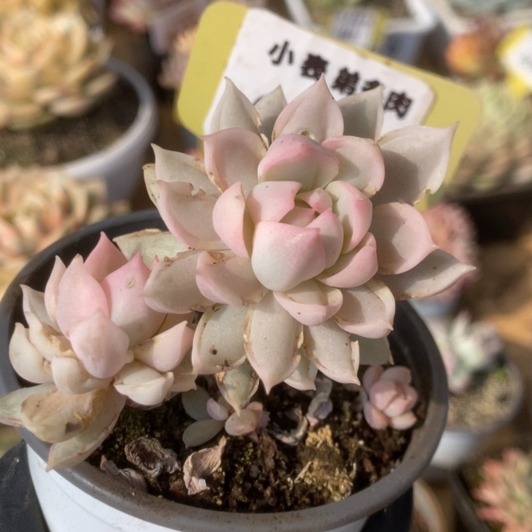 497牡丹冰锦锦锦锦锦锦