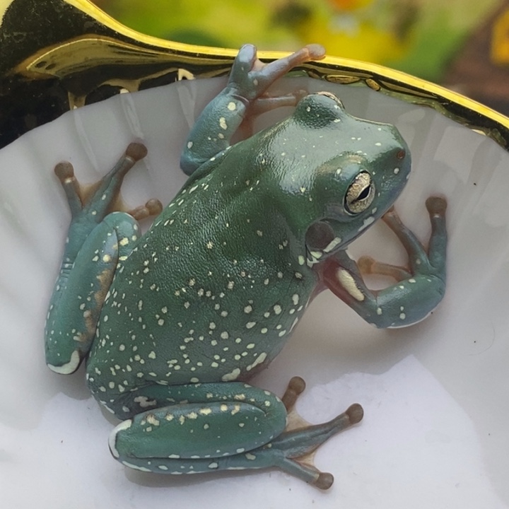老爷树蛙24h蓝子代06号雪花