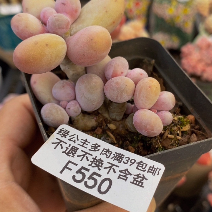 .蛋黄奶老桩550多肉植物