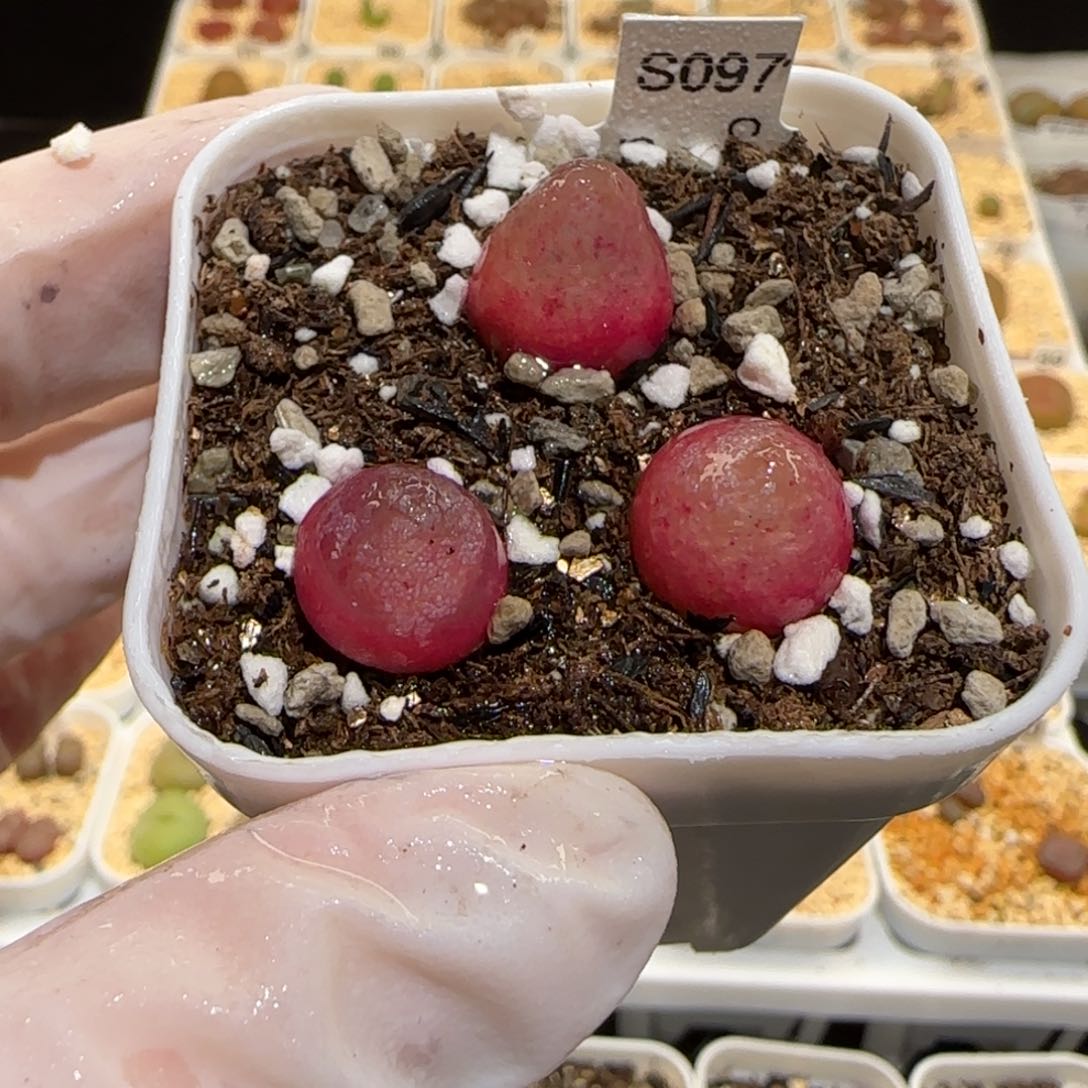 肉锥多肉植物百科30-灯泡一盆1300