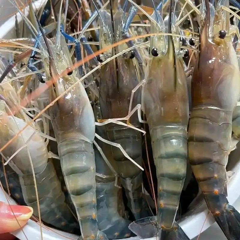 罗氏虾一斤(保鲜不保活)