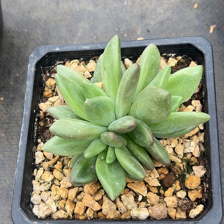 小***胖美人群特价一物一拍