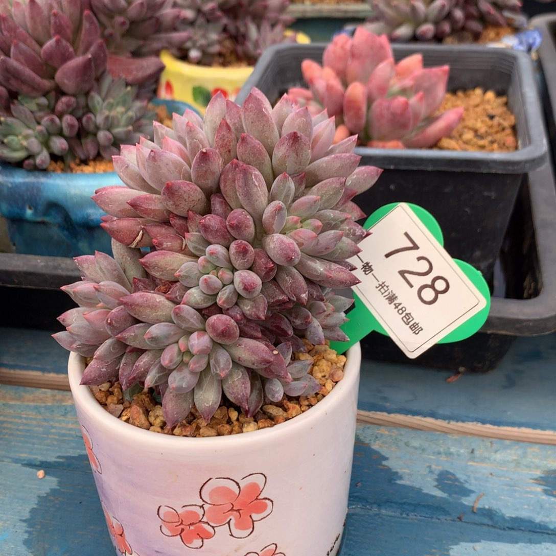 车厘子老桩无砍728