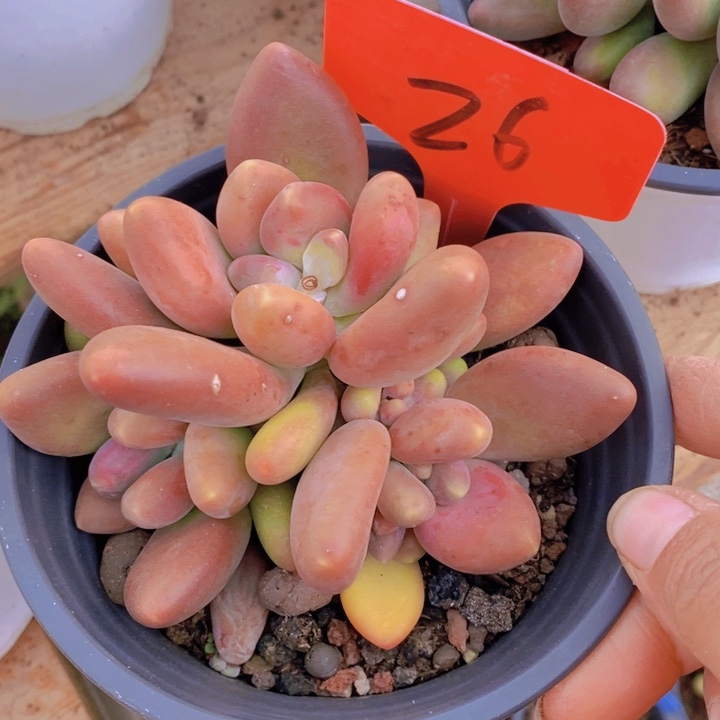 这不是要来大号找