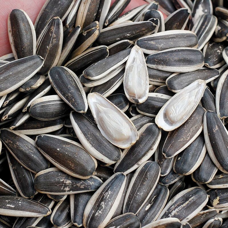 买一斤送一斤原味瓜子新货新鲜炒熟葵花籽净重批发颗粒炒货大袋